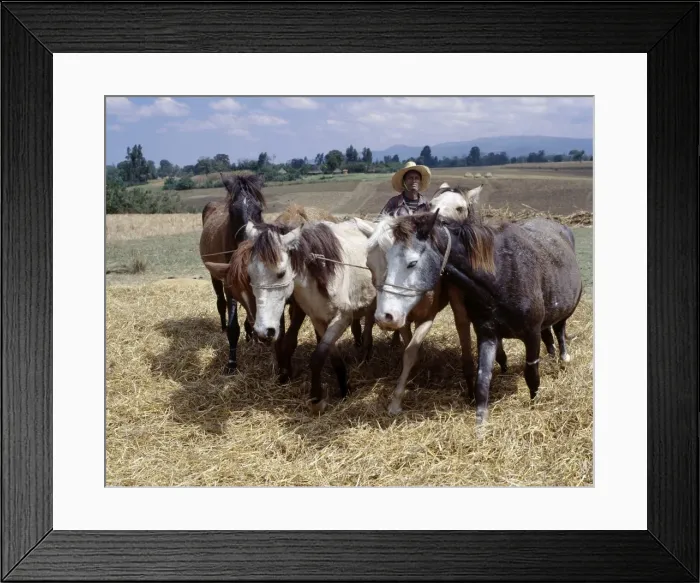 Framed Print : Ponies trample corn to remove the grain in a typical Framed Print : Ponies trample corn to remove the grain in a typical