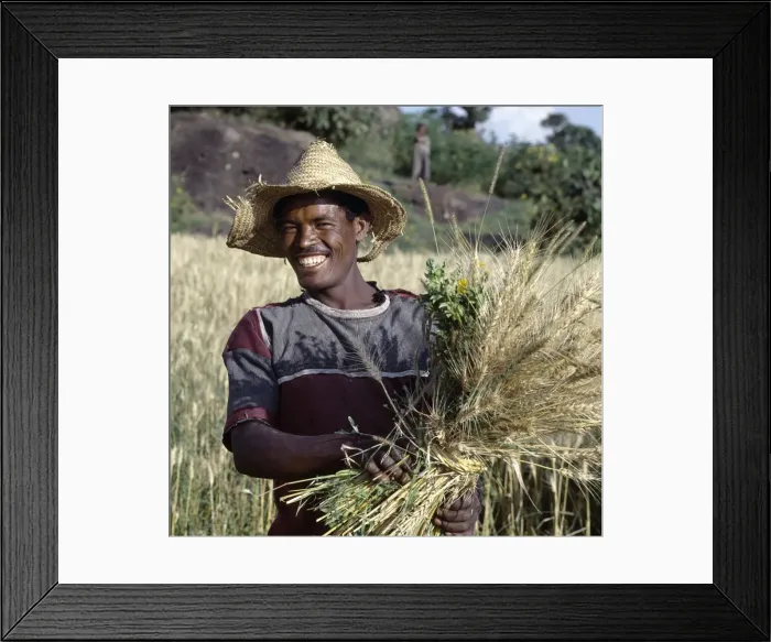 Framed Print : A proud peasant farmer harvests wheat between Ziway Framed Print : A proud peasant farmer harvests wheat between Ziway