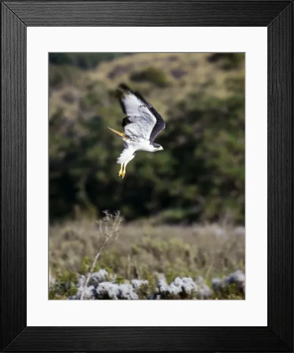 Framed Print : An augur buzzard Framed Print : An augur buzzard