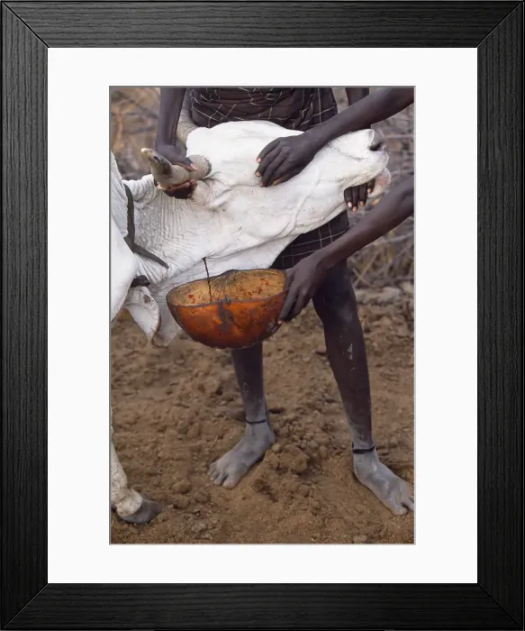 Framed Print : A Nyangatom boy catches blood from the artery of a cow in a gourd Framed Print : A Nyangatom boy catches blood from the artery of a cow in a gourd