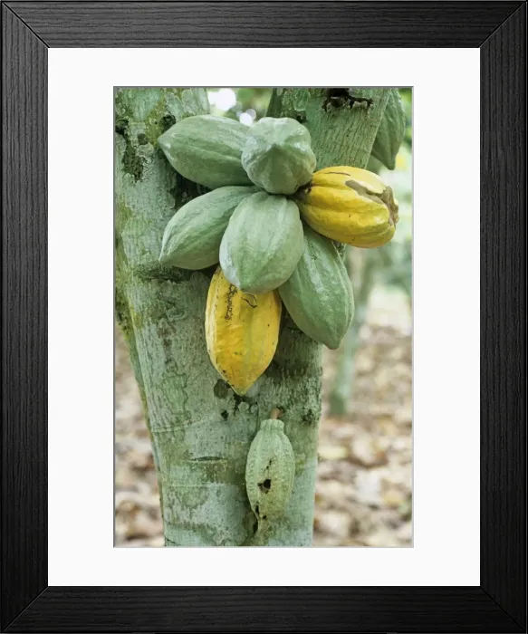 Framed Print : Ghana, Greater Accra, Mampong Framed Print : Ghana, Greater Accra, Mampong