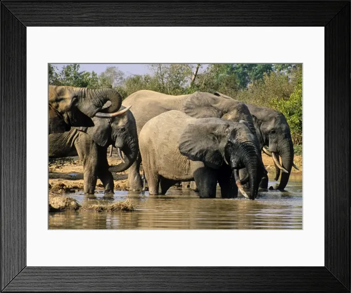 Framed Print : Ghana, Northern region, Mole National Park Framed Print : Ghana, Northern region, Mole National Park
