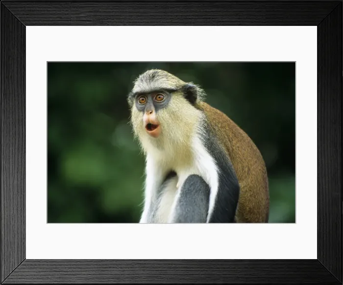 Framed Print : Ghana, Volta region, Tafi Atome Framed Print : Ghana, Volta region, Tafi Atome