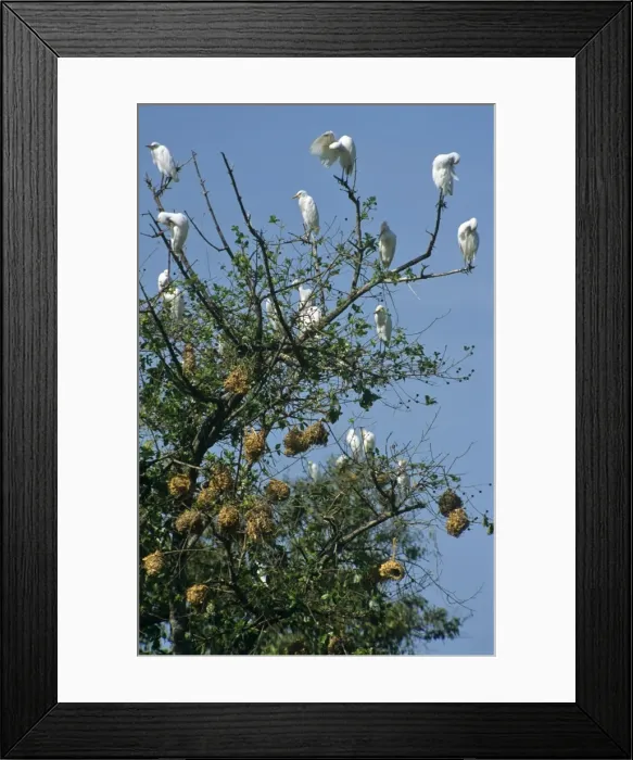 Framed Print : Ghana, Brong Ahafo Region, Techiman Framed Print : Ghana, Brong Ahafo Region, Techiman