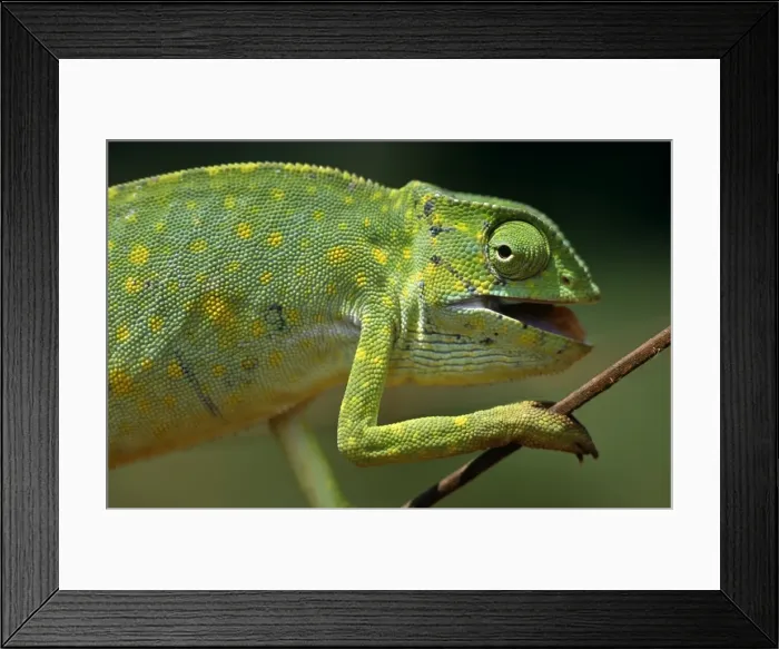Framed Print : Ghana, Northern Region, Wa Framed Print : Ghana, Northern Region, Wa