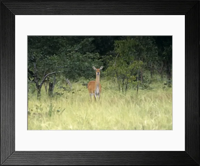 Framed Print : Ghana, Northern region, Mole National Park