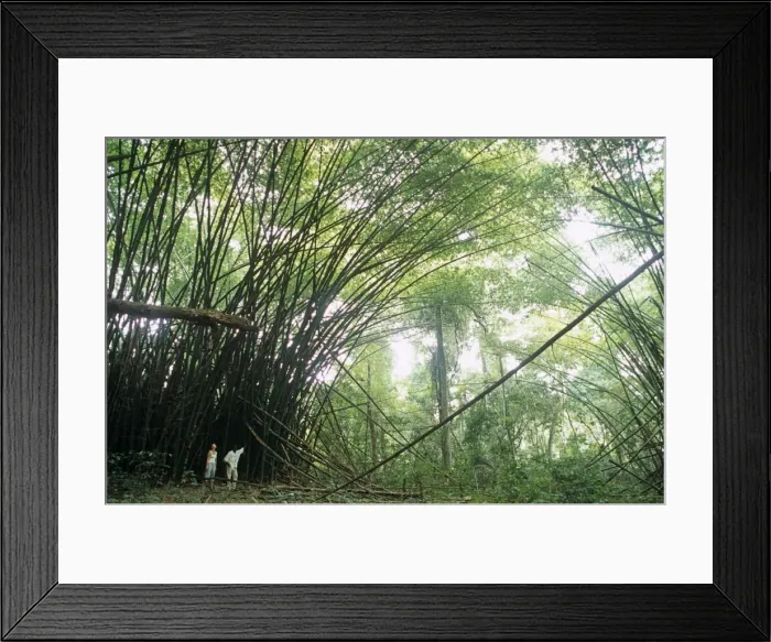 Framed Print : Ghana, Western region, Ankasa Reserve Framed Print : Ghana, Western region, Ankasa Reserve