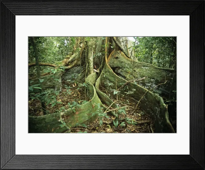 Framed Print : Ghana, Western region, Ankasa Reserve Framed Print : Ghana, Western region, Ankasa Reserve