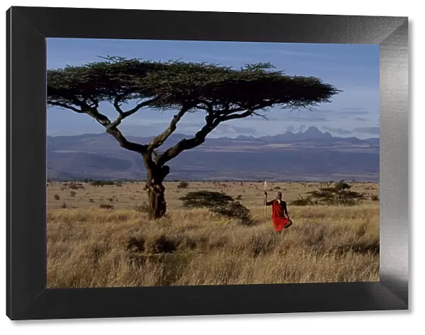 Msai warrior framed by a flat topped acacia tree and Mt