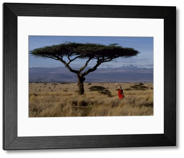 Framed Print : Msai warrior framed by a flat topped acacia tree and Mt Framed Print : Msai warrior framed by a flat topped acacia tree and Mt