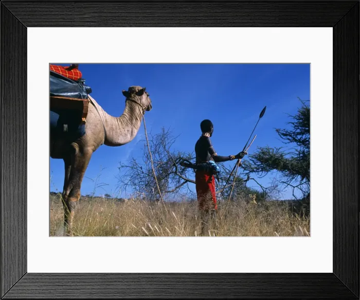 Framed Print : Laikipiak msai lead the camels on a Camel trek at Sabuk
