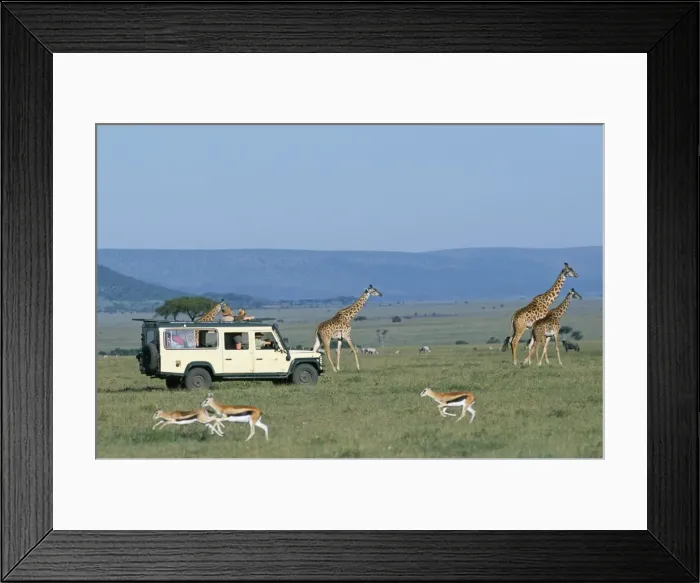 Framed Print : Watching Msai giraffe on a game drive while on a safari holiday