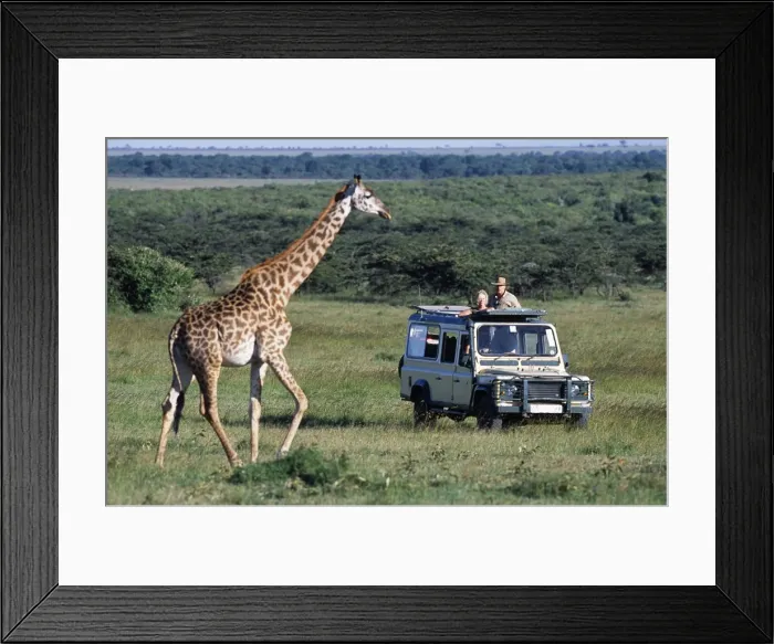 Framed Print : Watching Msai giraffe on a game drive on a safari holiday Framed Print : Watching Msai giraffe on a game drive on a safari holiday