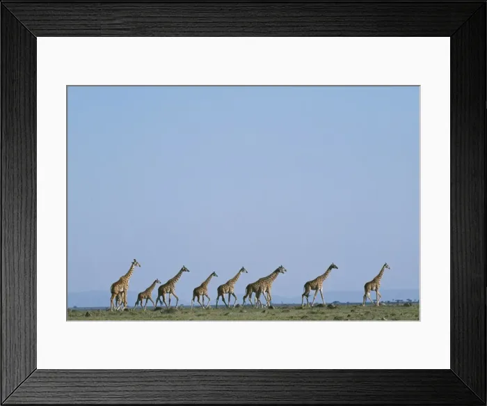 Framed Print : A herd of Masai giraffe (Giraffa camelopardalis tippelskirchi)