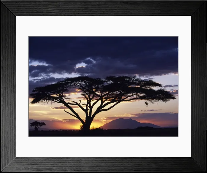 Framed Print : An acacia Tortilis frames the sun setting behind Longido Mountain Framed Print : An acacia Tortilis frames the sun setting behind Longido Mountain