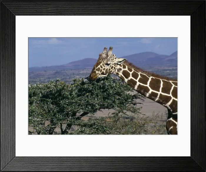 Framed Print : Reticulated giraffe (Giraffa reticulata) feeding on an acacia bush Framed Print : Reticulated giraffe (Giraffa reticulata) feeding on an acacia bush