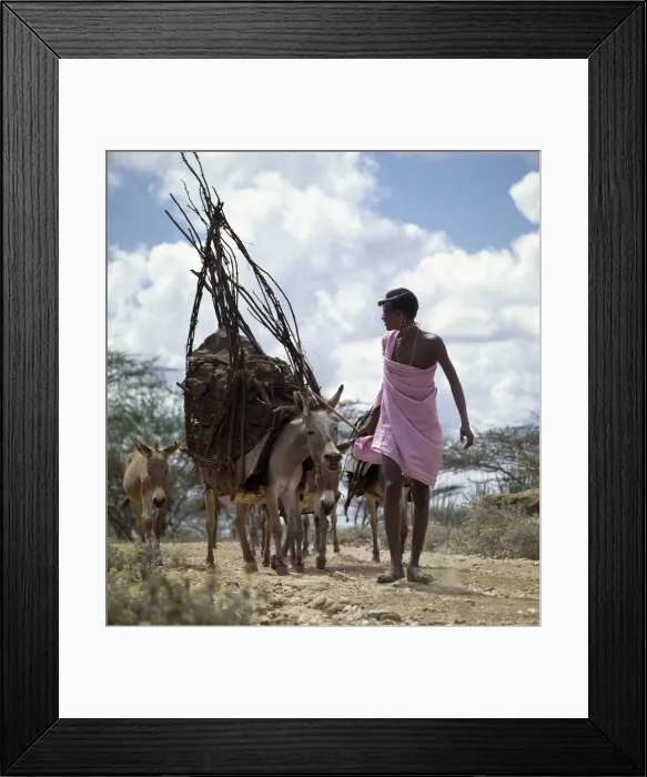 Framed Print : A young Samburu man leads a donkey carrying the basic Framed Print : A young Samburu man leads a donkey carrying the basic