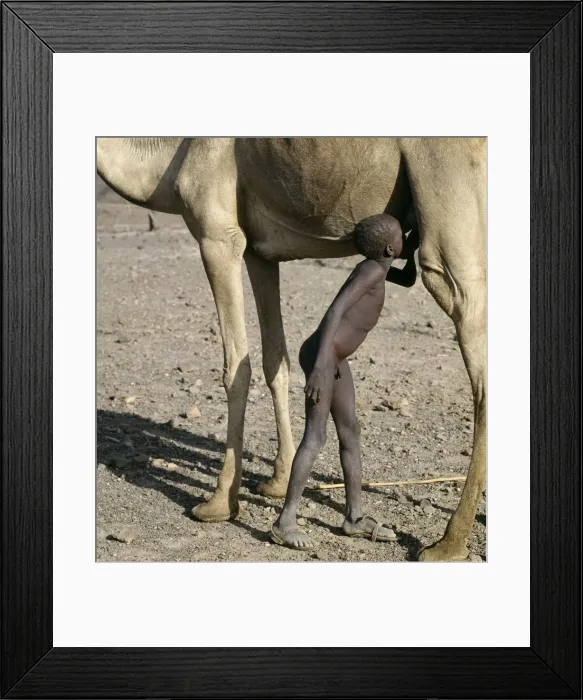 Framed Print : A young Turkana herdsboy sneaks a drink of milk straight Framed Print : A young Turkana herdsboy sneaks a drink of milk straight