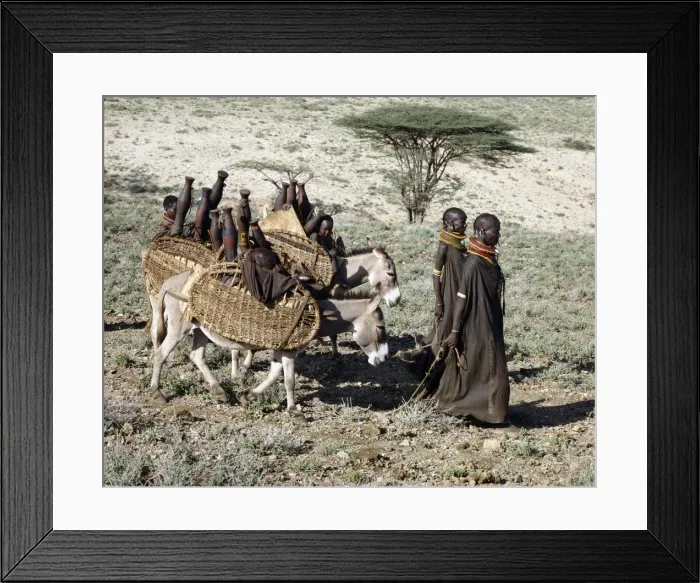 Framed Print : Donkeys are indispensable beast of burden Framed Print : Donkeys are indispensable beast of burden