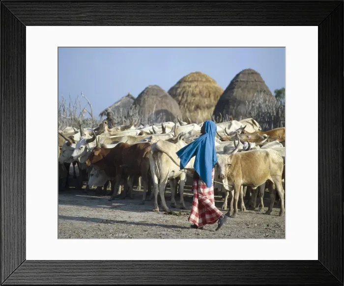 Framed Print : A young Galla herdsboy with his familys cattle outside their homestead Framed Print : A young Galla herdsboy with his familys cattle outside their homestead