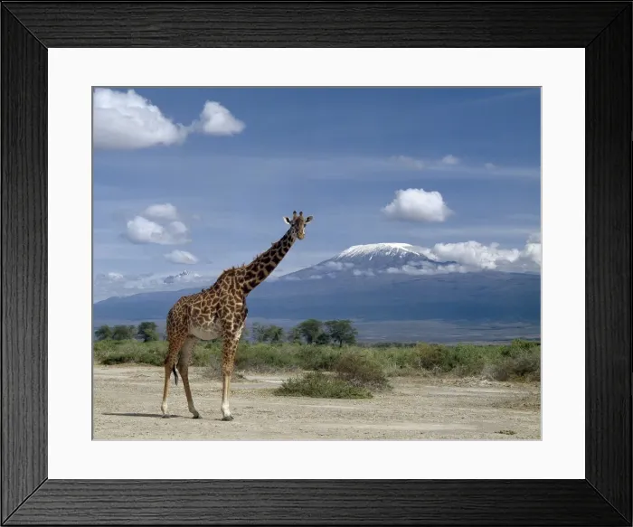 Framed Print : A Masai giraffe Framed Print : A Masai giraffe