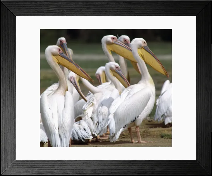 Framed Print : Great White Pelicans (Pelecanus onocrotalus) at Amboseli