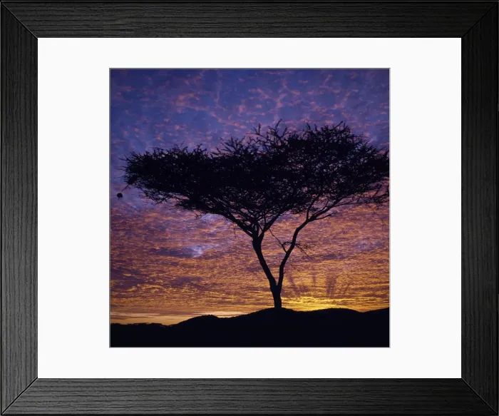 Framed Print : An Acacia tree silhouetted against a brilliant sunrise