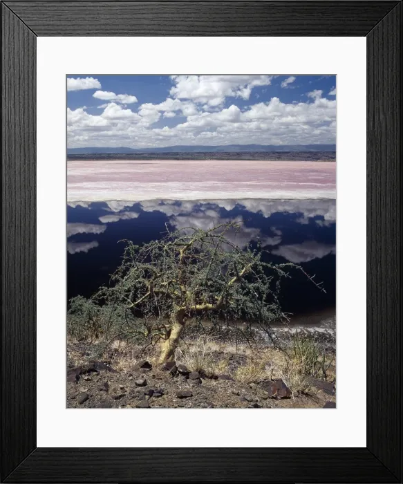 Framed Print : A hardy Commiphora tree thrives beside Lake Magadi Framed Print : A hardy Commiphora tree thrives beside Lake Magadi