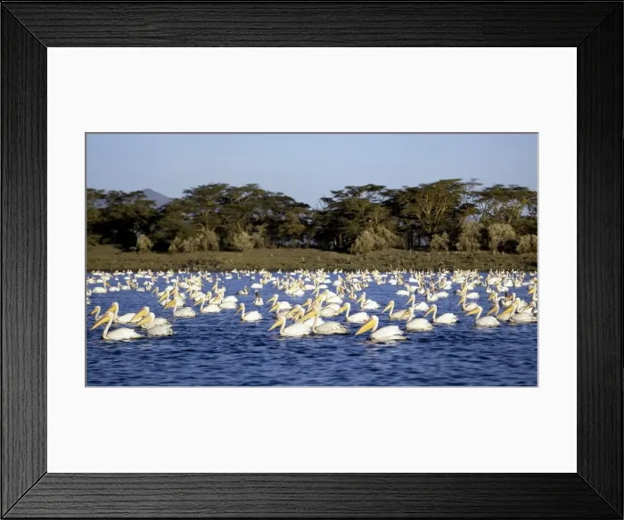 Framed Print : A flotilla of Great White Pelicans Framed Print : A flotilla of Great White Pelicans