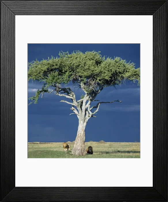 Framed Print : Two lions pause beside a Balanites tree in Masai Mara as rain threatens Framed Print : Two lions pause beside a Balanites tree in Masai Mara as rain threatens
