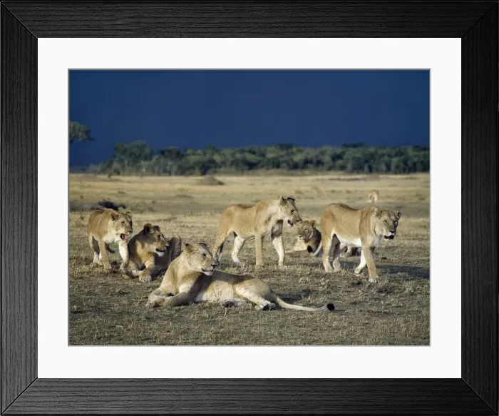 Framed Print : A pride of lions in Masai Mara with storm clouds in the distance Framed Print : A pride of lions in Masai Mara with storm clouds in the distance