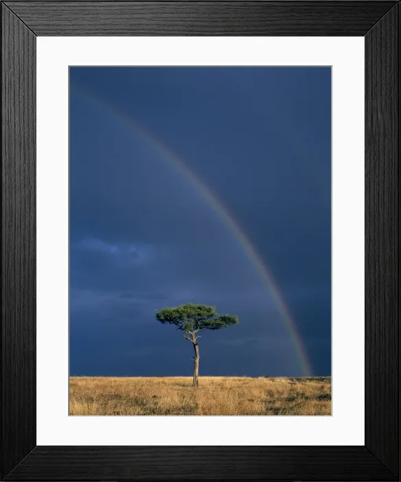 Framed Print : As the late afternoon sun bathes a lone Balanites tree Framed Print : As the late afternoon sun bathes a lone Balanites tree