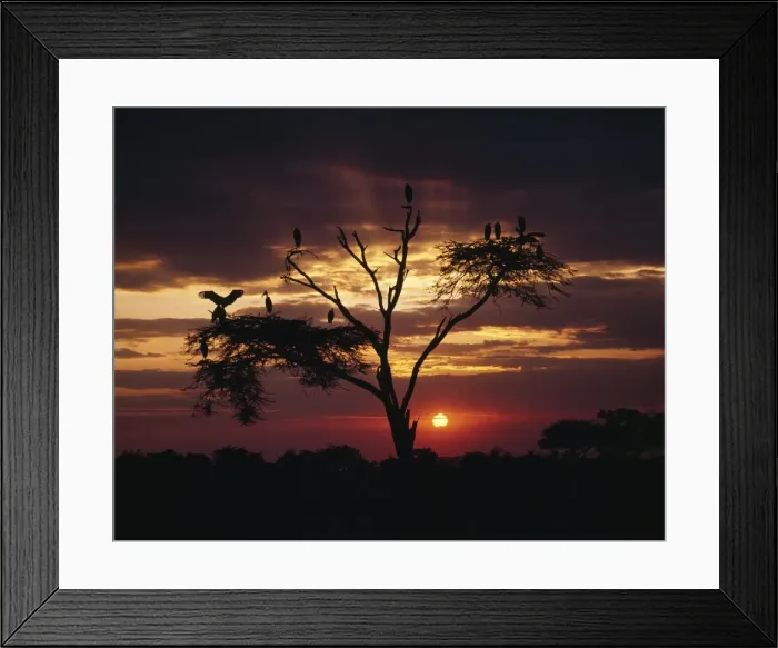 Framed Print : Marabou storks Framed Print : Marabou storks
