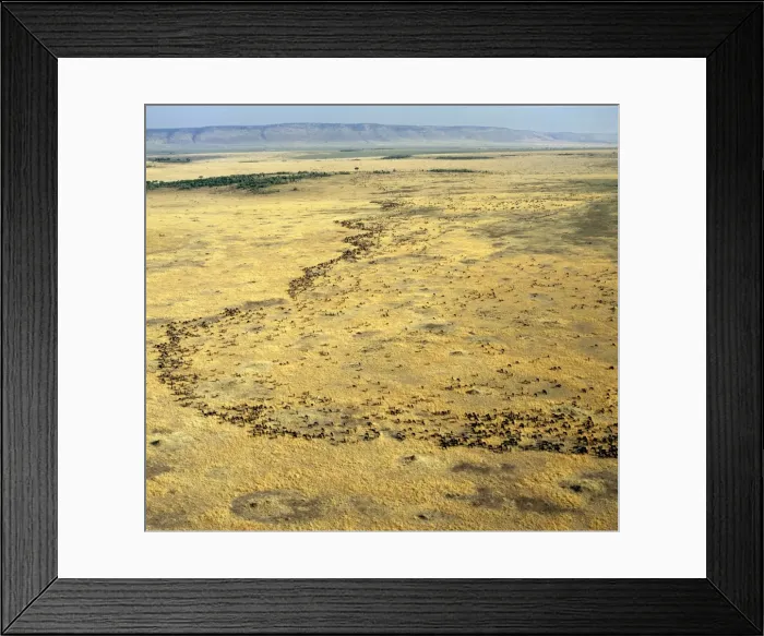 Framed Print : An aerial photograph of the wildebeest migration in Masai Mara Framed Print : An aerial photograph of the wildebeest migration in Masai Mara
