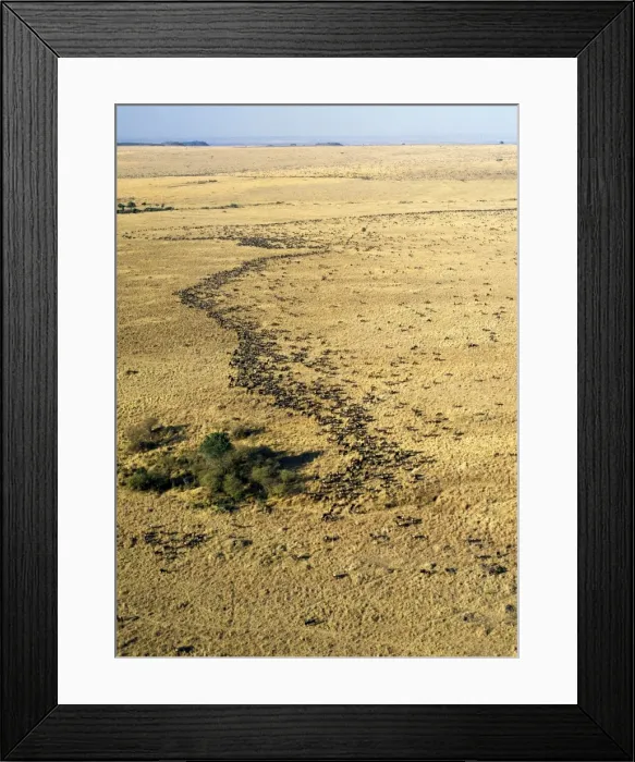 Framed Print : An aerial photograph of the wildebeest migration in Masai Mara Framed Print : An aerial photograph of the wildebeest migration in Masai Mara