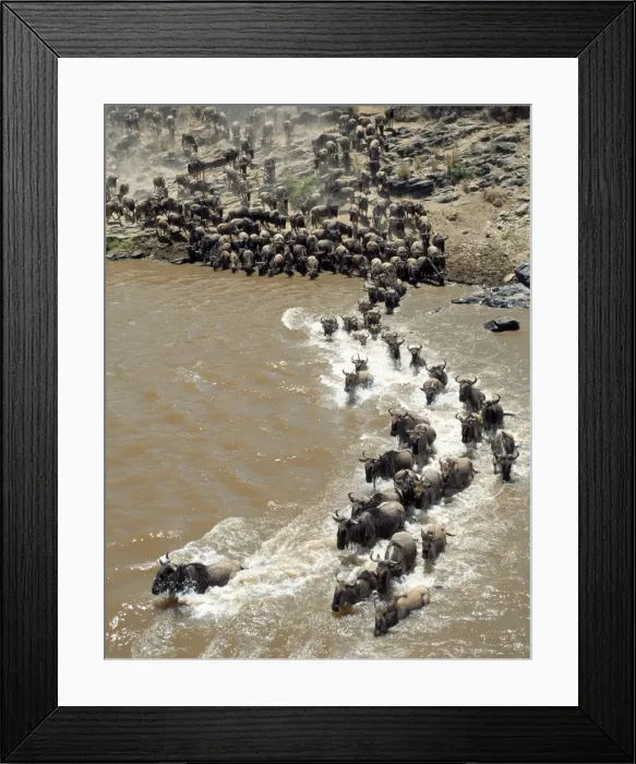 Framed Print : During the annual migration of up to 1 Framed Print : During the annual migration of up to 1