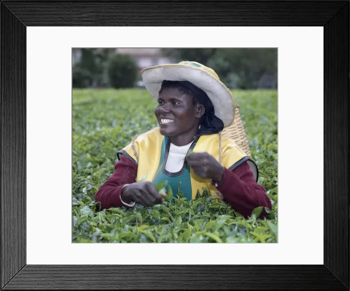 Framed Print : A Tea picker on an estate near Kericho Framed Print : A Tea picker on an estate near Kericho