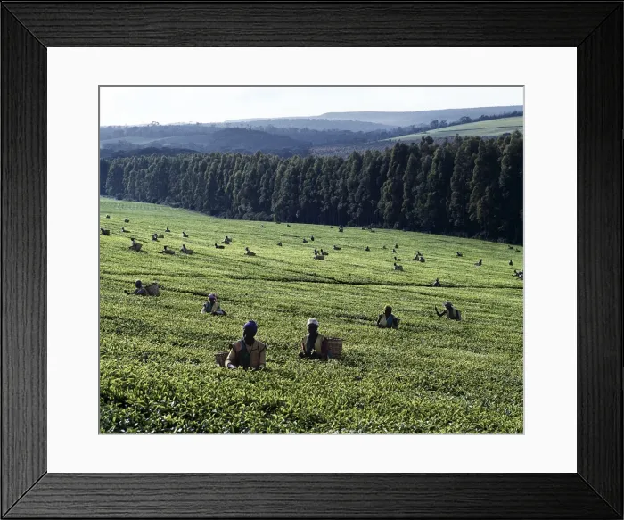Framed Print : Tea pickers on a large estate near Kericho Framed Print : Tea pickers on a large estate near Kericho