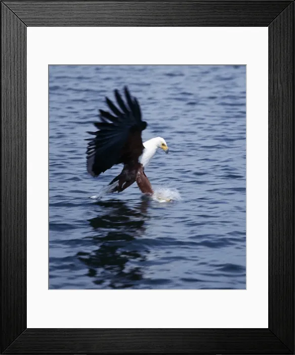 Framed Print : An African fish eagle Framed Print : An African fish eagle