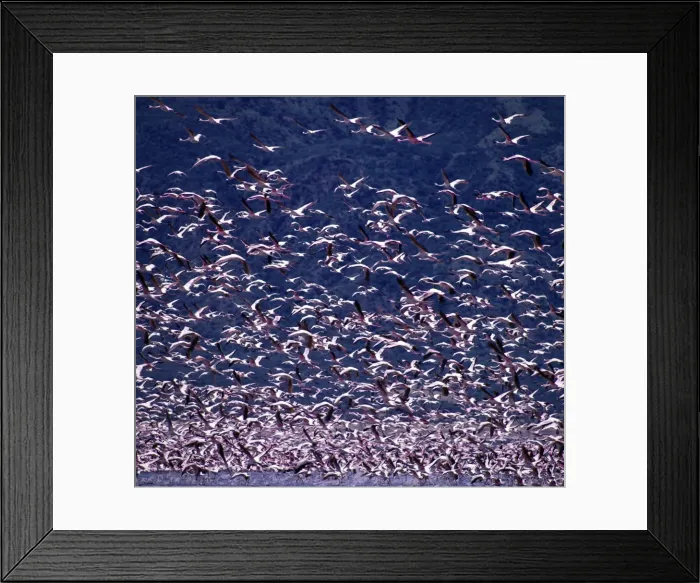 Framed Print : Lesser flamingos (Phoeiniconaias minor) in flight over Lake Nakuru Framed Print : Lesser flamingos (Phoeiniconaias minor) in flight over Lake Nakuru