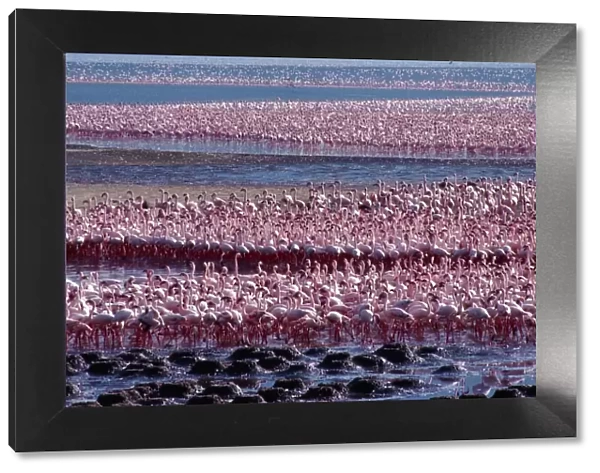 Tens of thousands of lesser flamingos