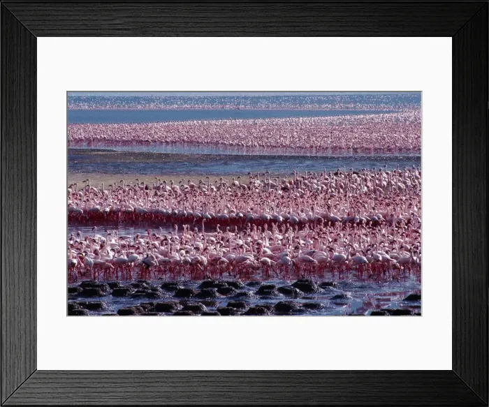 Framed Print : Tens of thousands of lesser flamingos Framed Print : Tens of thousands of lesser flamingos