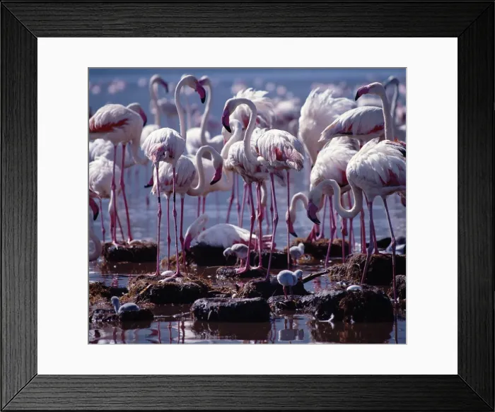 Framed Print : Greater flamingos Framed Print : Greater flamingos