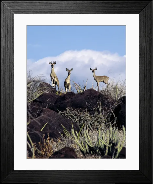 Framed Print : A rare sight of three klipspringers (Oreotragus oreotragus) Framed Print : A rare sight of three klipspringers (Oreotragus oreotragus)
