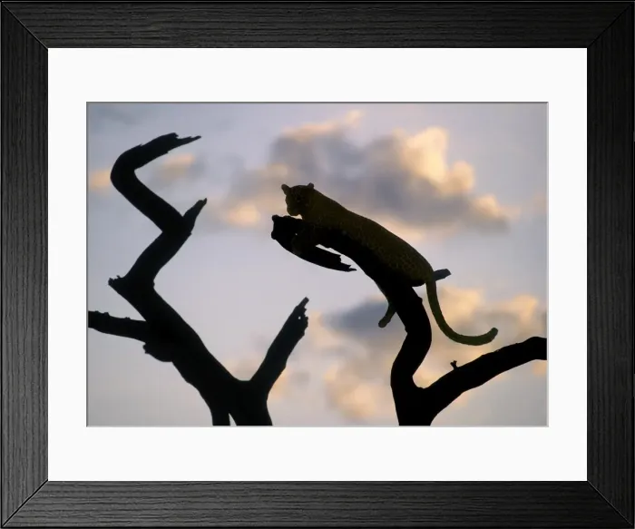 Framed Print : A leopard rests on the branch of a dead tree at sunset Framed Print : A leopard rests on the branch of a dead tree at sunset