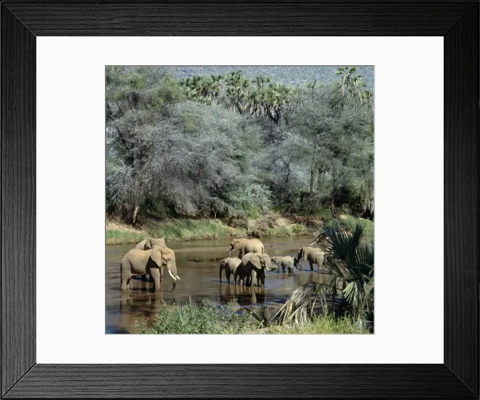 Framed Print : A herd of elephants drinks from the Uaso Nyiru River Framed Print : A herd of elephants drinks from the Uaso Nyiru River