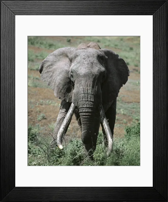 Framed Print : A fine old bull elephant with heavy tusks Framed Print : A fine old bull elephant with heavy tusks