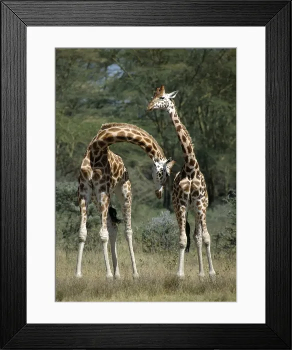 Framed Print : Rothschilds Giraffes necking Framed Print : Rothschilds Giraffes necking