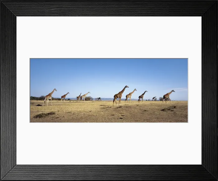 Framed Print : A herd of Masai Giraffe Framed Print : A herd of Masai Giraffe