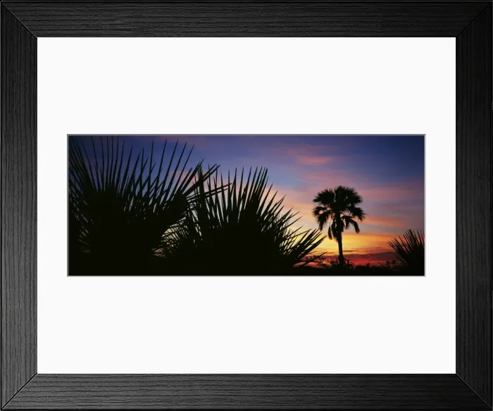 Framed Print : Sunrise with silhouettes of doum palm trees (hyphaene compressa) Framed Print : Sunrise with silhouettes of doum palm trees (hyphaene compressa)